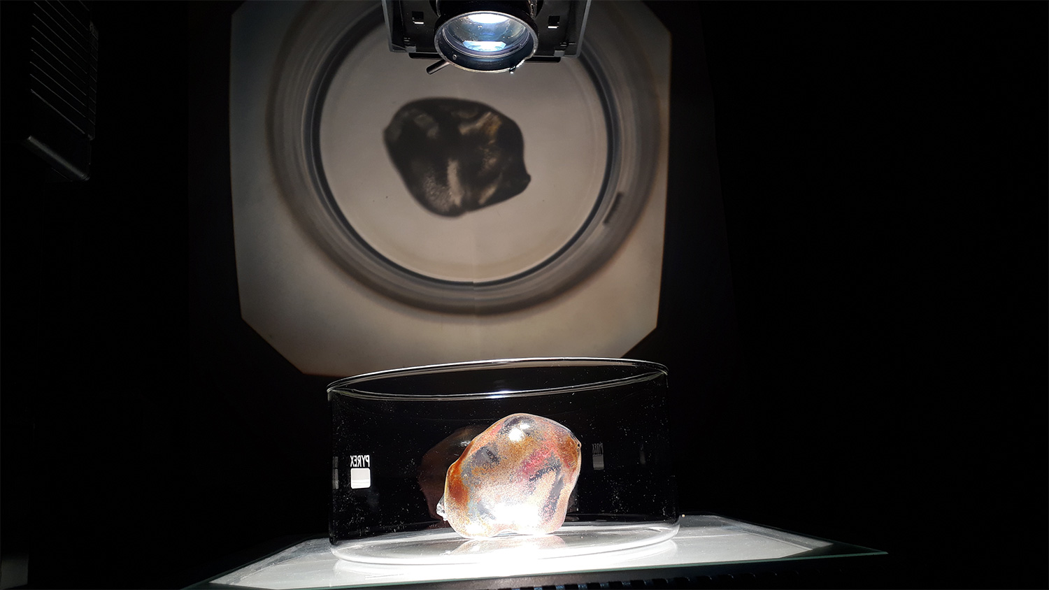 Organoid_20181016_191913