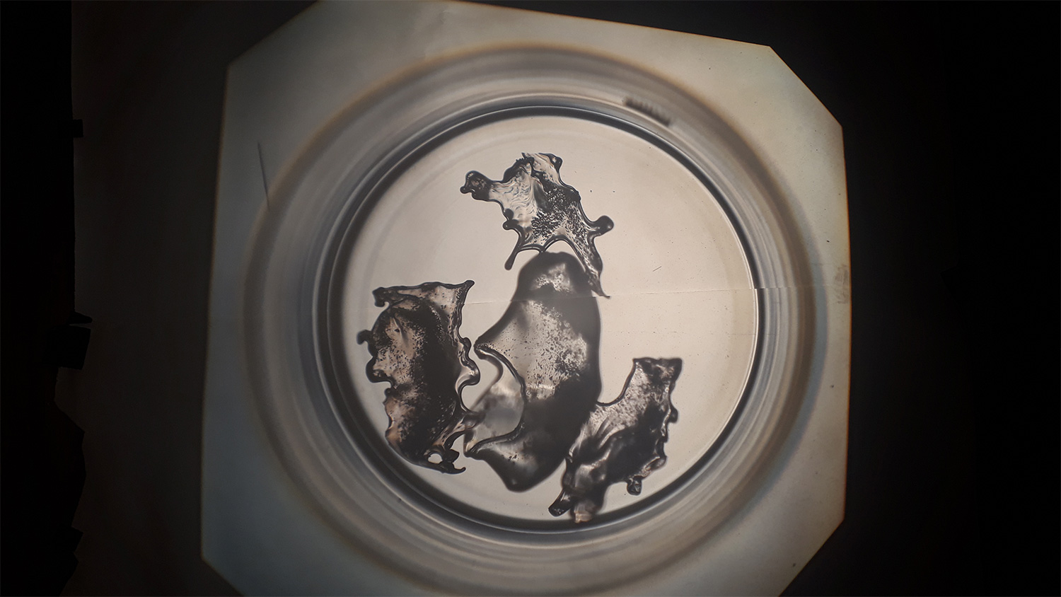 glasscolonies20181016_192219