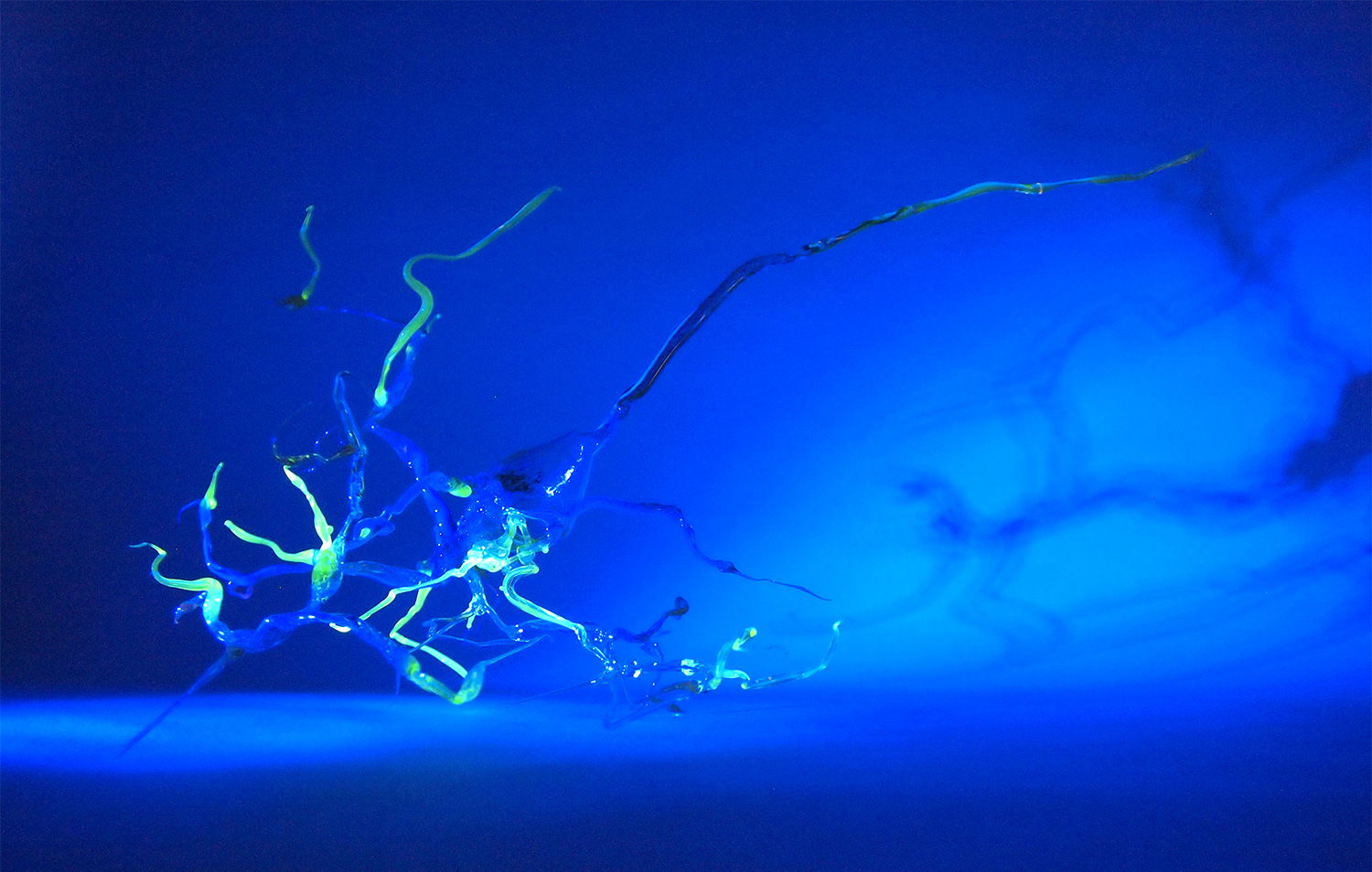 Nuclear_neuron_2018_P1012456