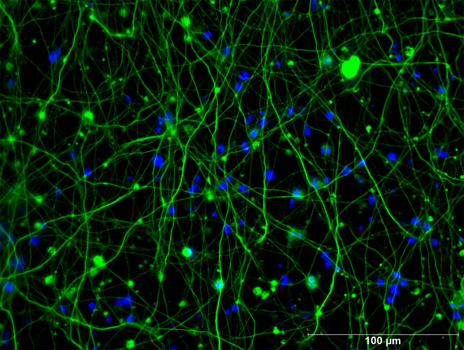 neuronalculture