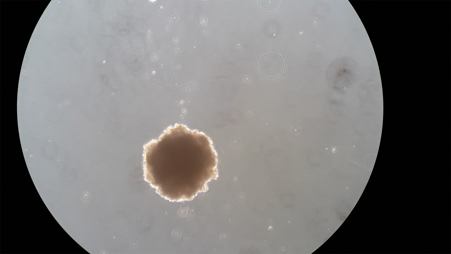 organoiddevelopment0_130723-copy