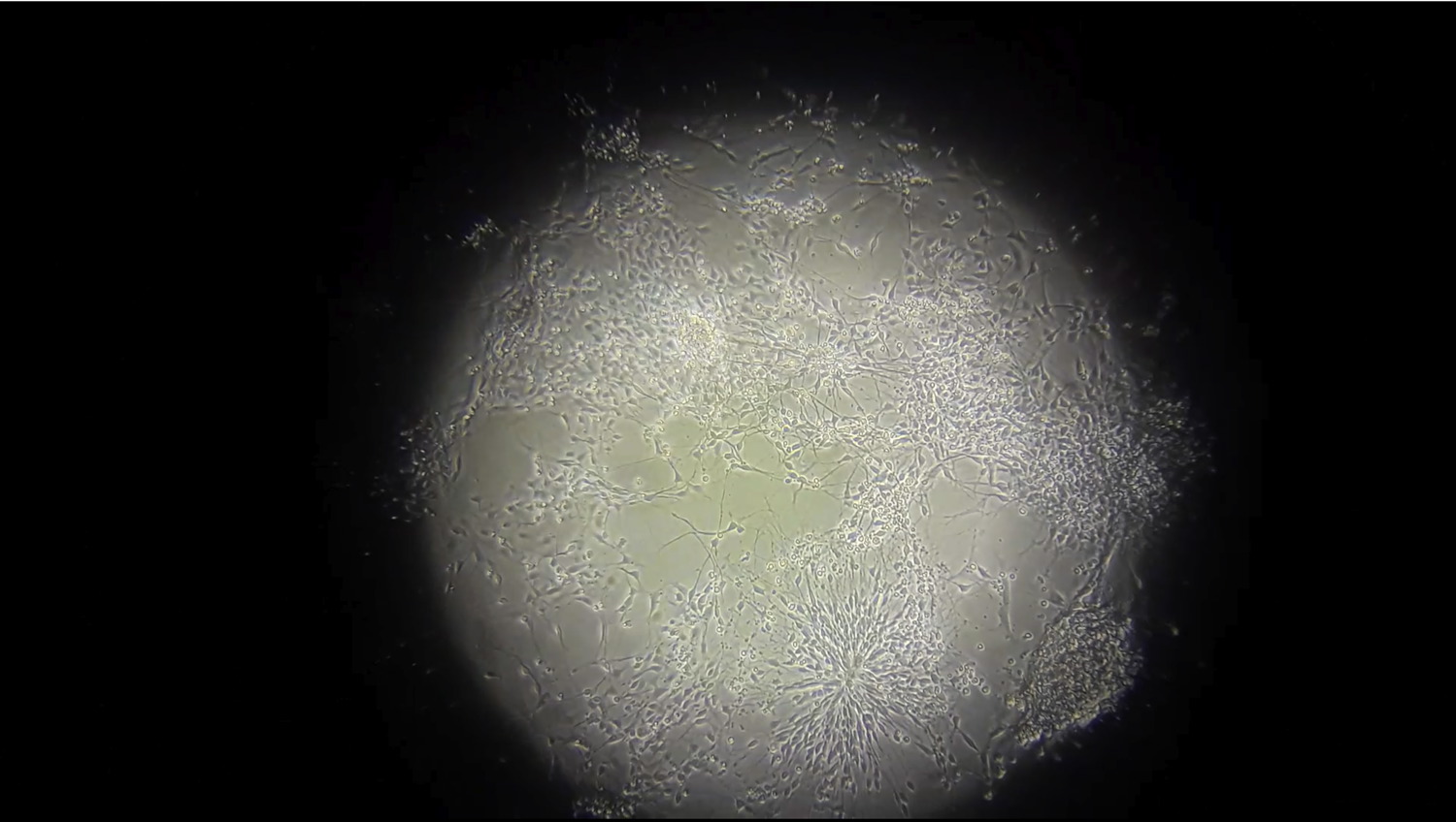 Neurons_2018-03-24 at 17.28.32 copy